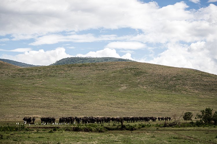 TZA ARU Ngorongoro 2016DEC26 Crater 071